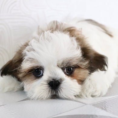 Kyan - Available Now