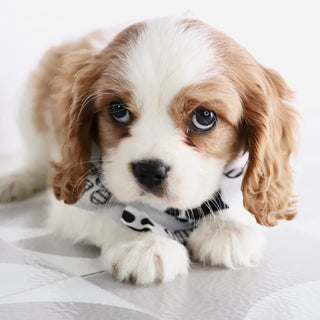 Larry - Available Now