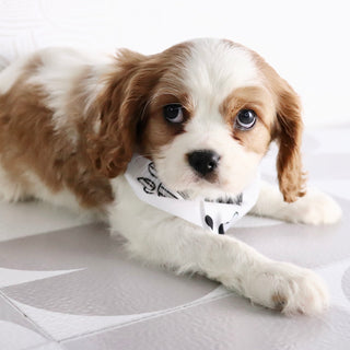 Jerry - Available Now