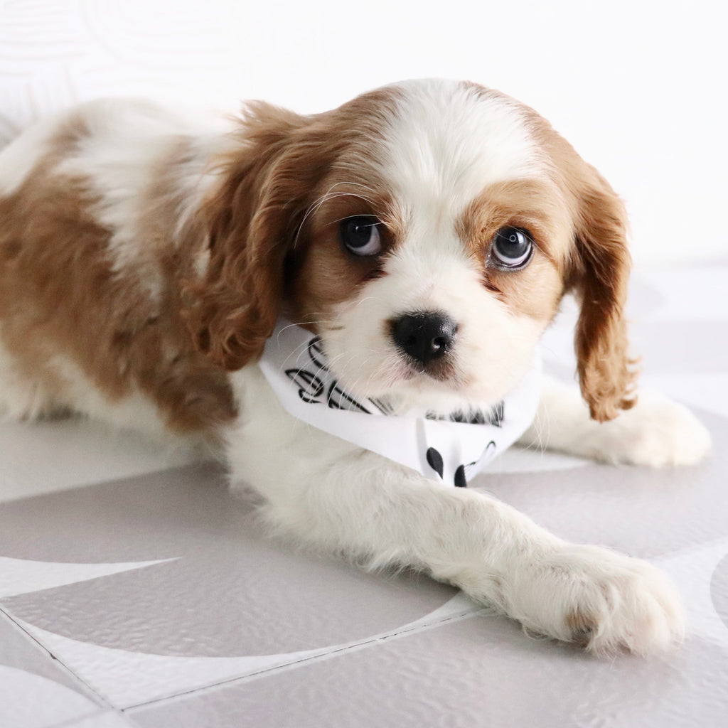 Larry - Available Now