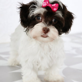 Lulu - Available Now