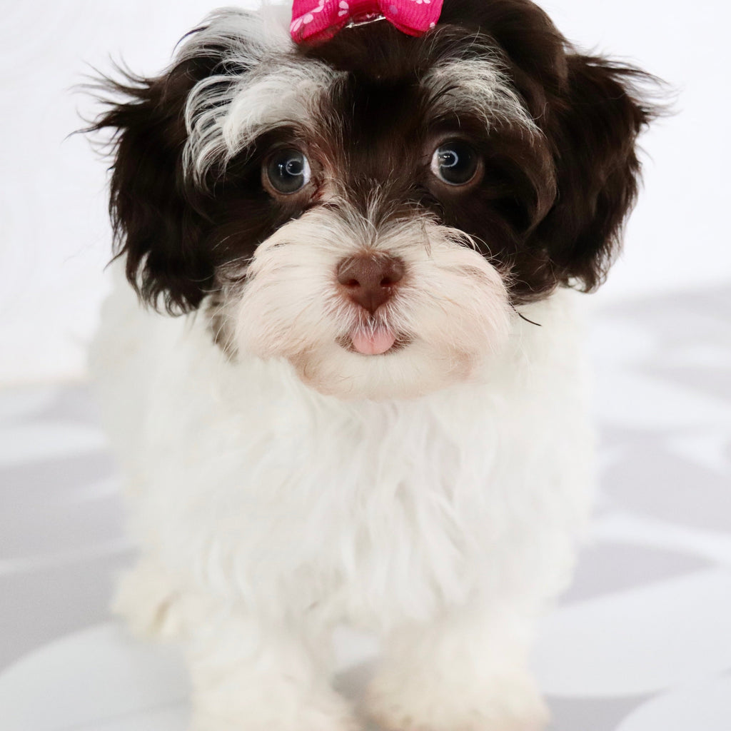 Lulu - Available Now