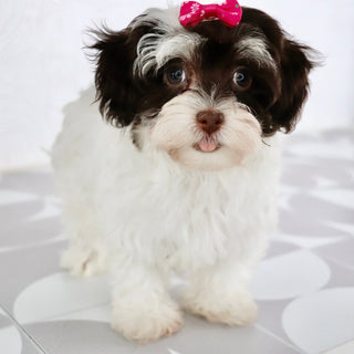 Lulu - Available Now