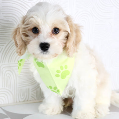 Ranger - Available Now