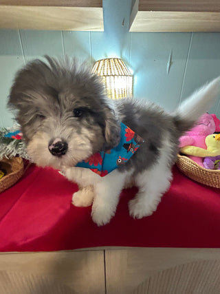 Oswald *PRE-TRAINED* - Available Now