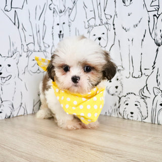 Chester - Available Now