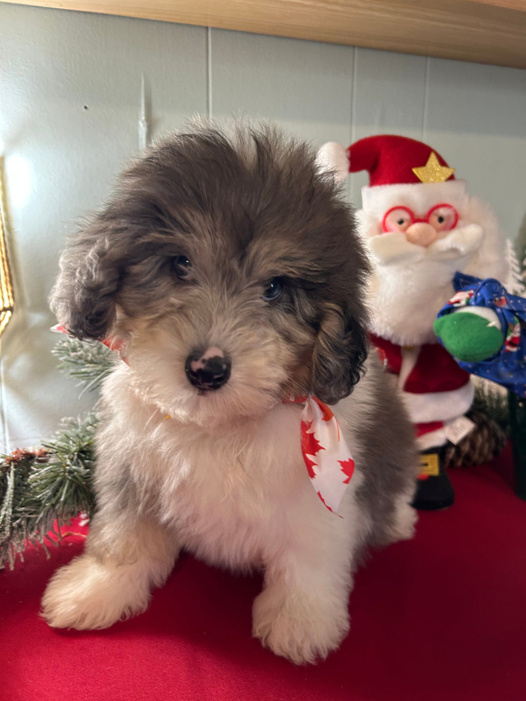 Oswald *PRE-TRAINED* - Available Now