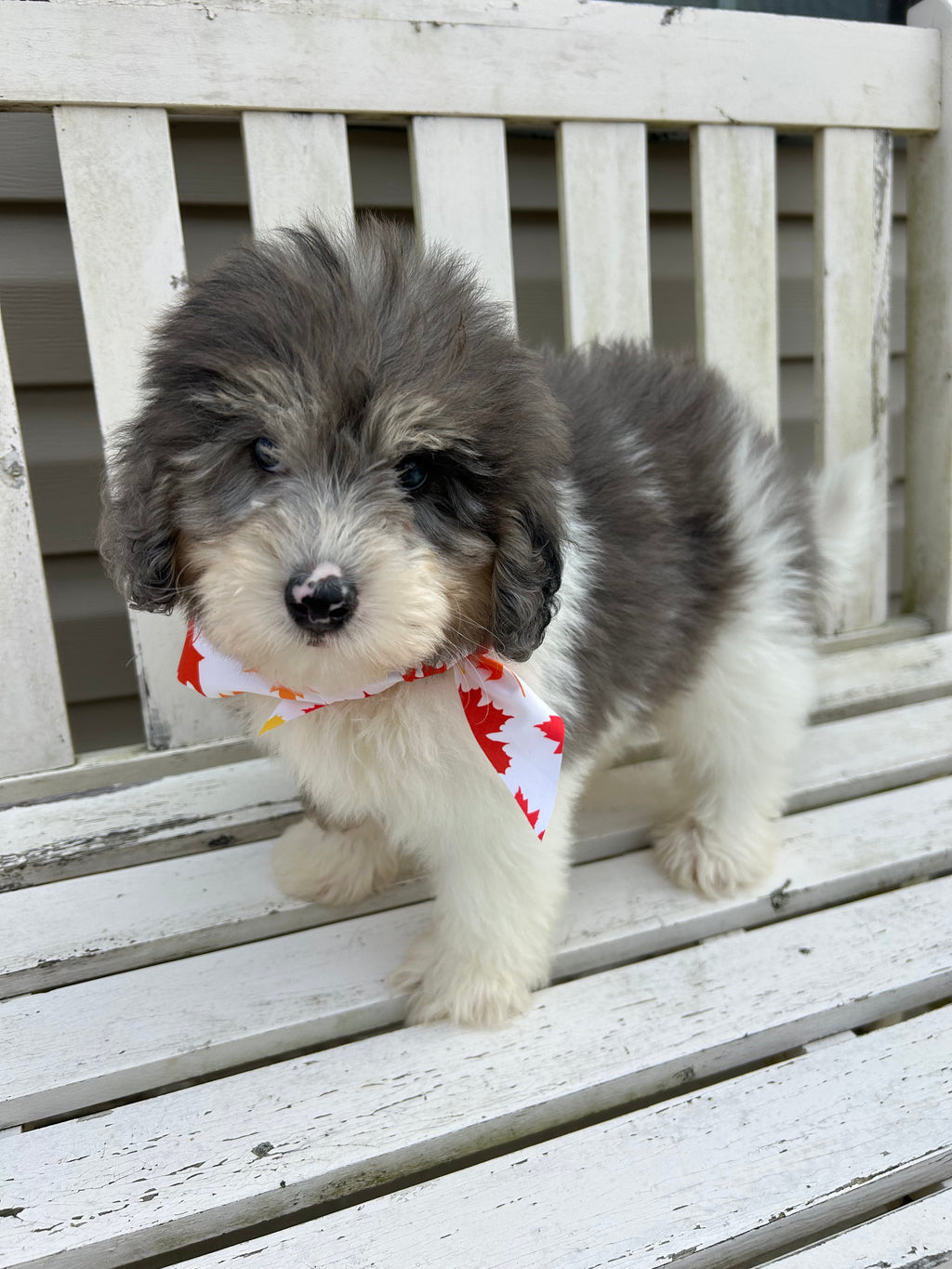 Oswald *PRE-TRAINED* - Available Now