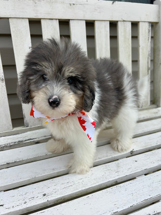 Oswald *PRE-TRAINED* - Available Now