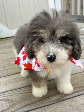 Oswald *PRE-TRAINED* - Available Now