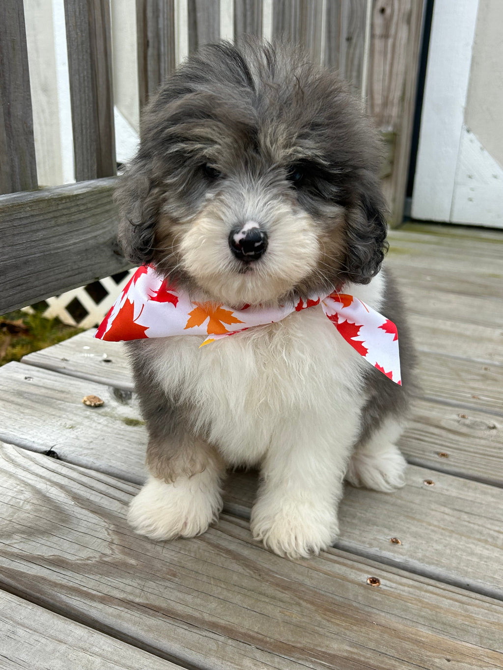 Oswald *PRE-TRAINED* - Available Now