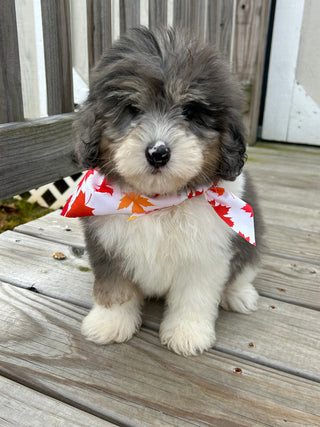 Oswald *PRE-TRAINED* - Available Now