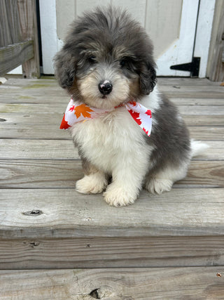 Oswald *PRE-TRAINED* - Available Now