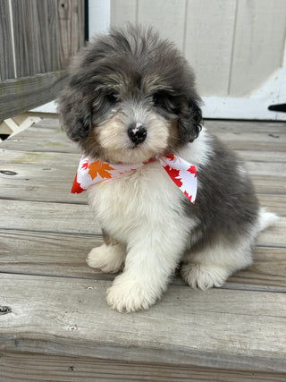 Oswald *PRE-TRAINED* - Available Now