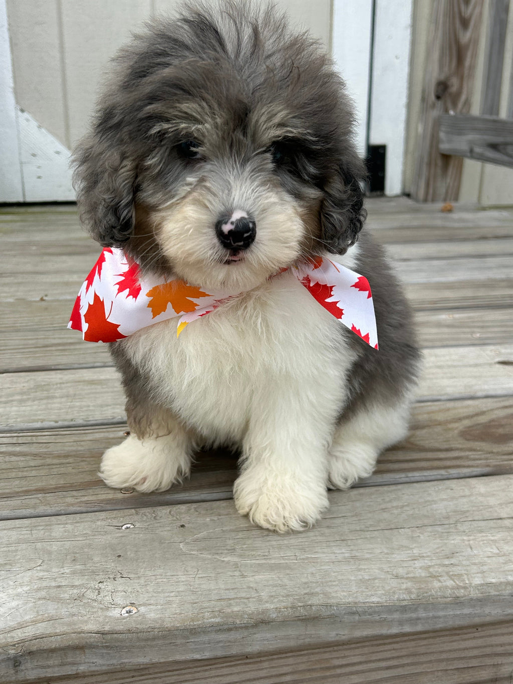 Oswald *PRE-TRAINED* - Available Now