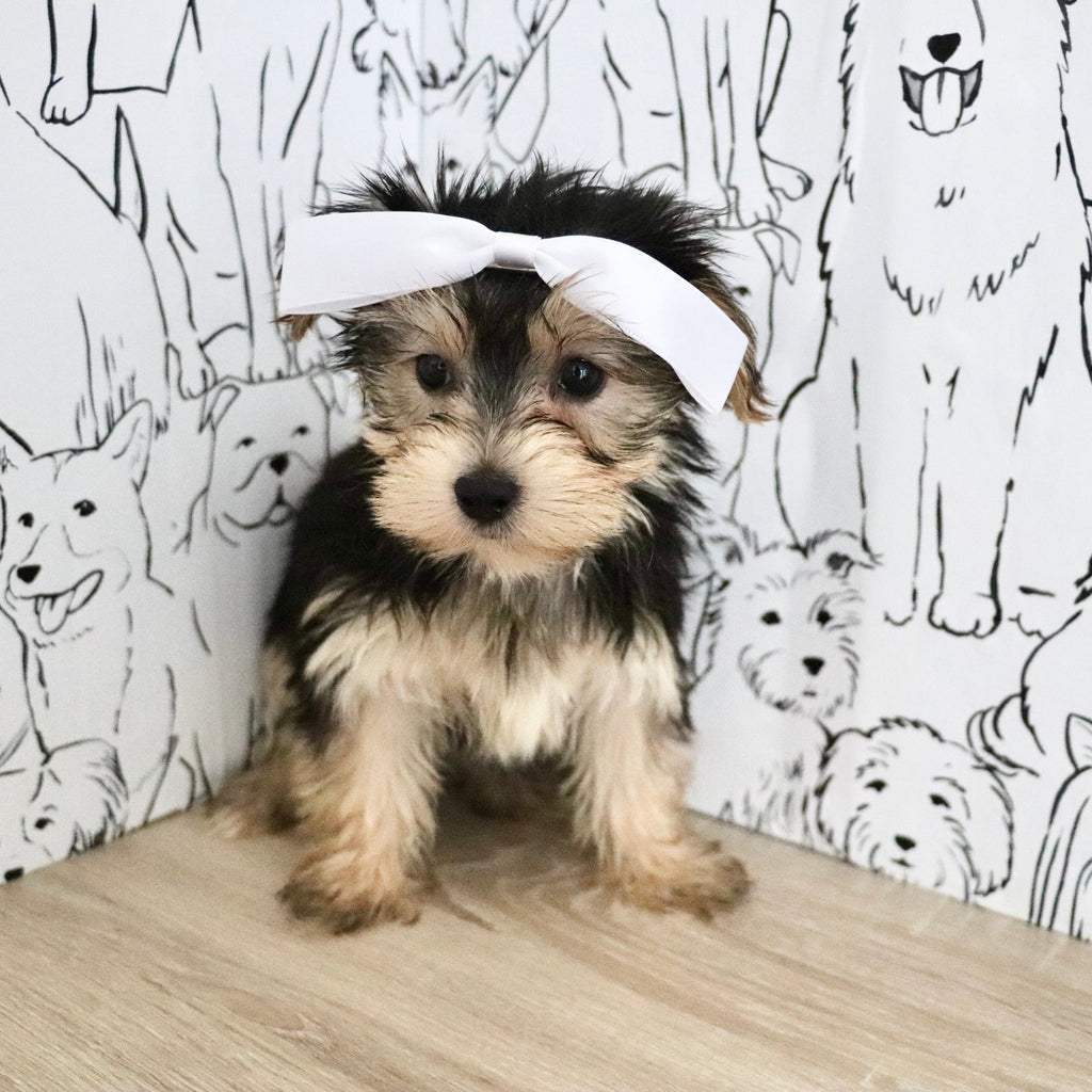 Evie - Available Now