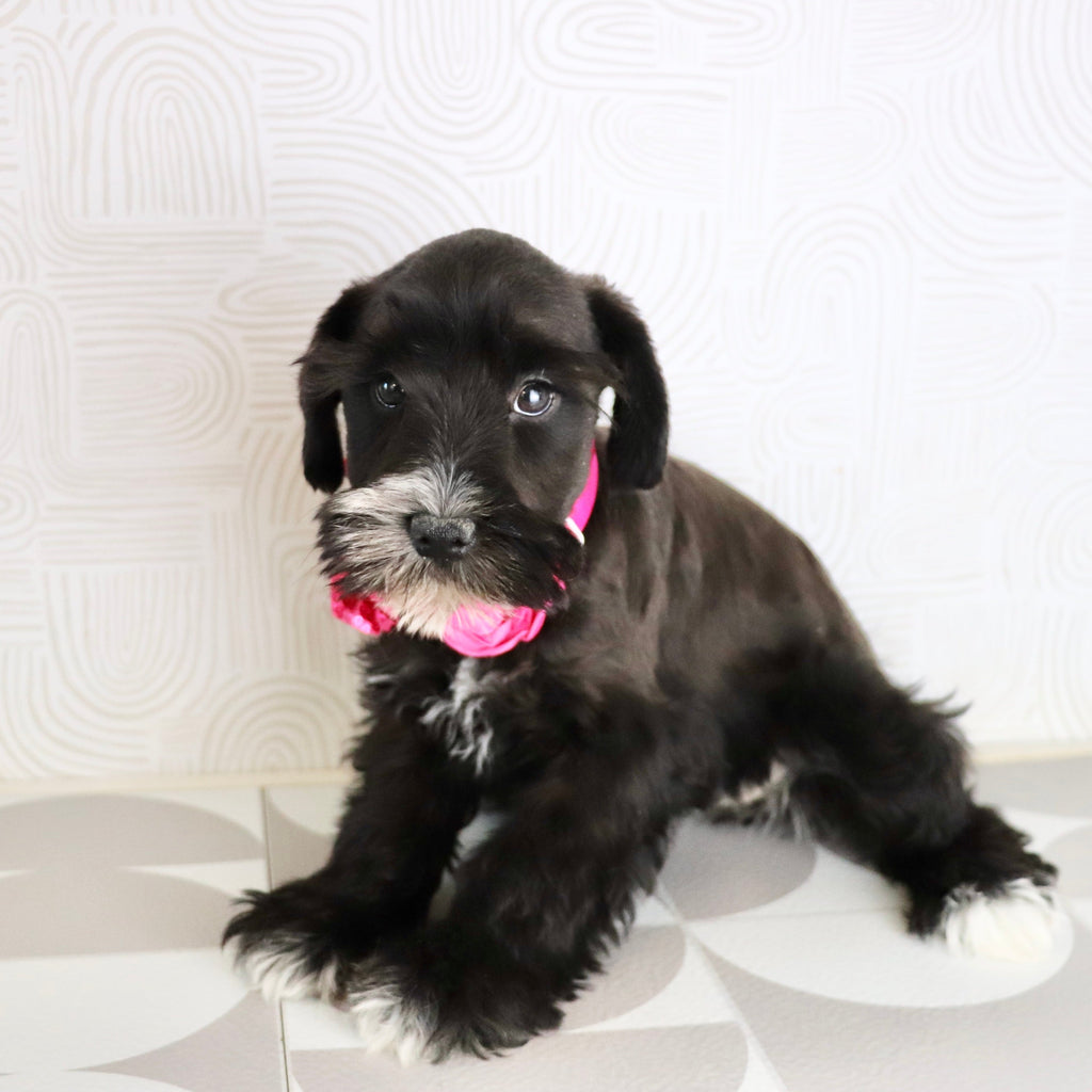 Snowflake - Available Now