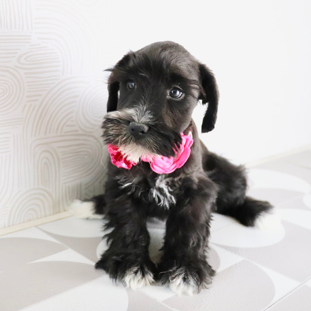 Snowflake - Available Now