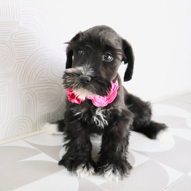 Snowflake - Available Now