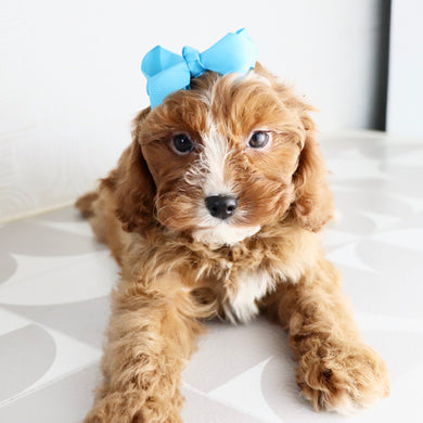 Valerie - Available Now