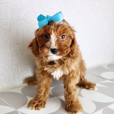 Valerie - Available Now