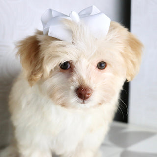 Ornament - Available Now