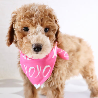 Theo - Available Now