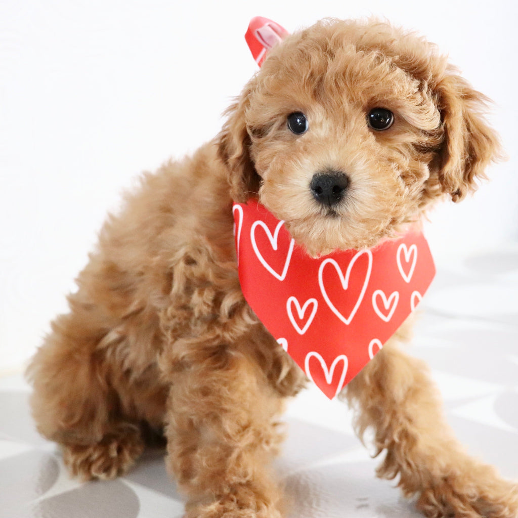 Terry - Available Now