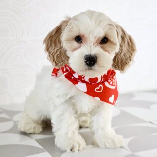 Oxford - Available Now