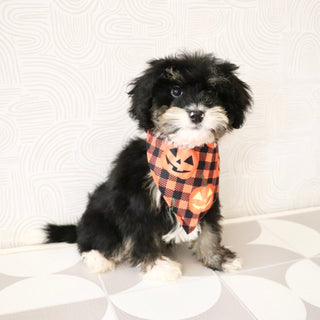 Oscar *PRE-TRAINED* - Available 11/9
