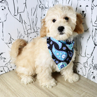 Tyson - Available Now