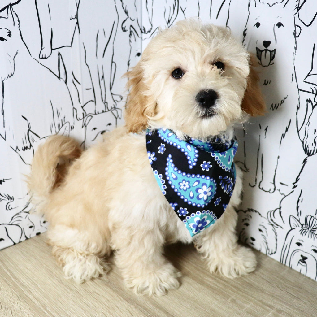 Tyson - Available Now