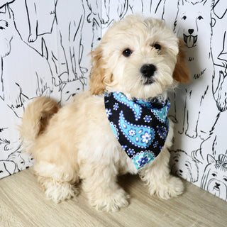 Tyson - Available Now