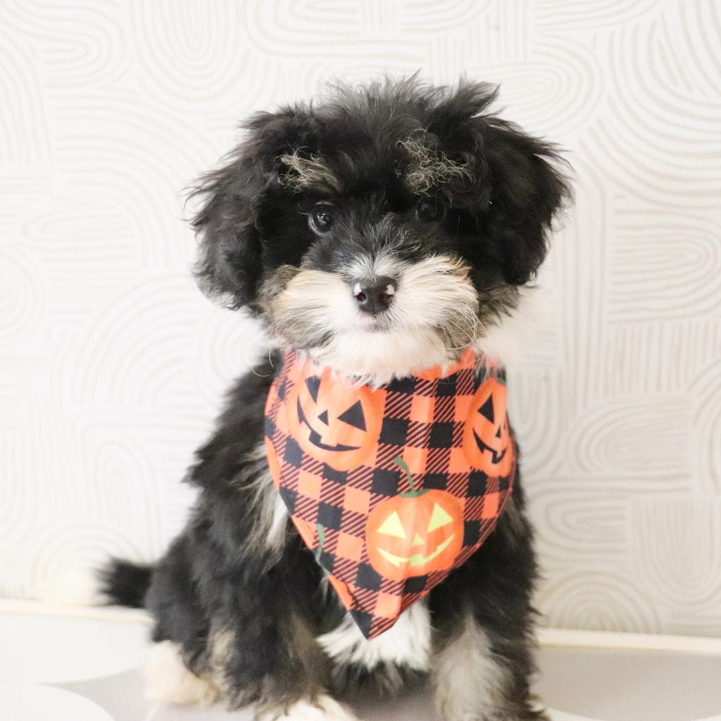 Oscar *PRE-TRAINED* - Available 11/9