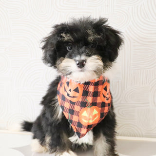 Oscar *PRE-TRAINED* - Available 11/9