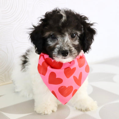 Teddy - Available Now