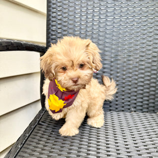 Twilight - Available Now