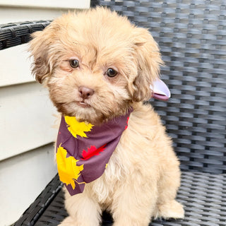 Twilight - Available Now