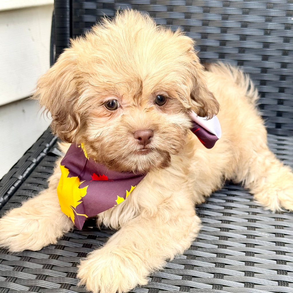 Twilight - Available Now