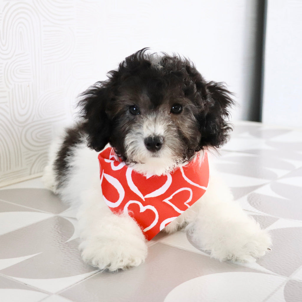 Robin - Available Now