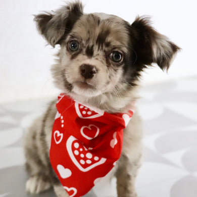 Herbert - Available Now