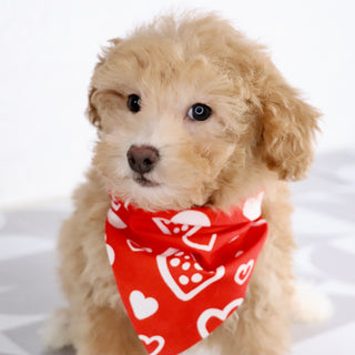 Turtle - Available Now