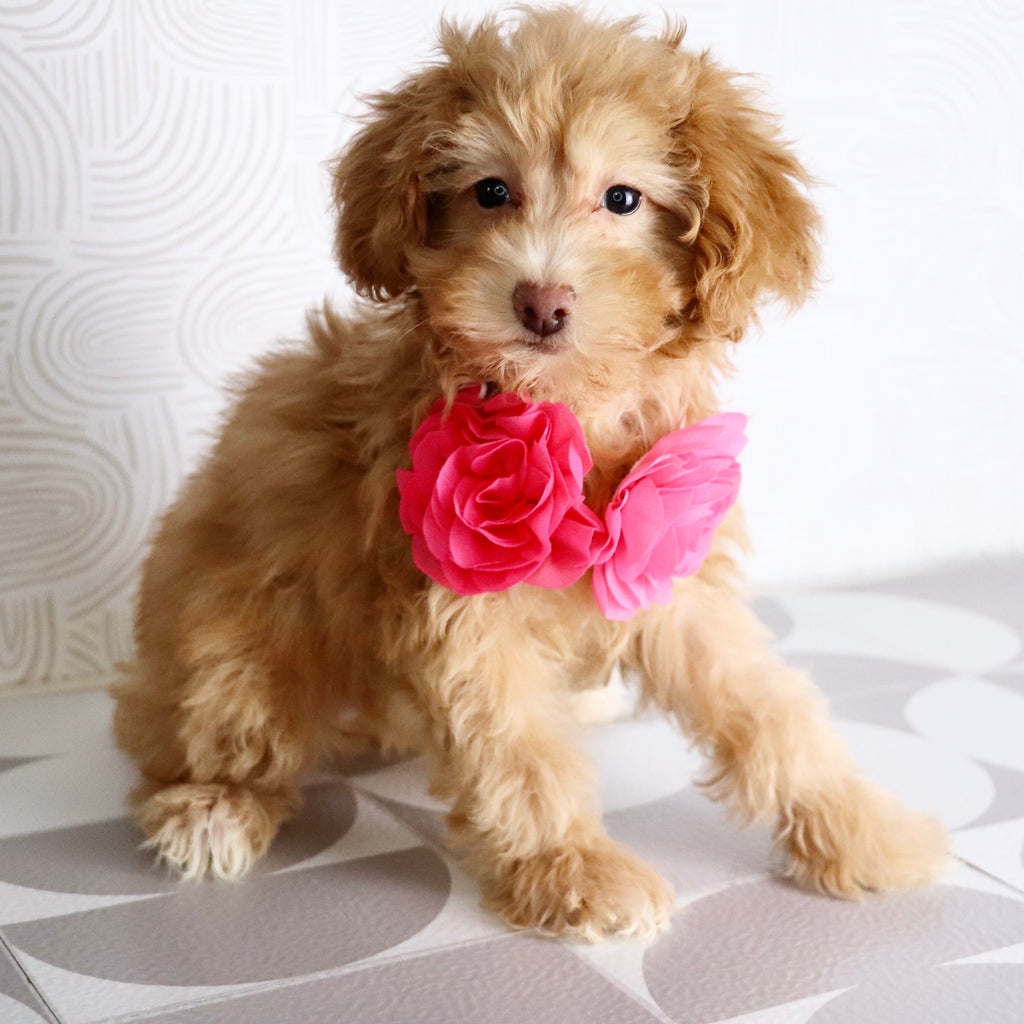 Aran - Available Now