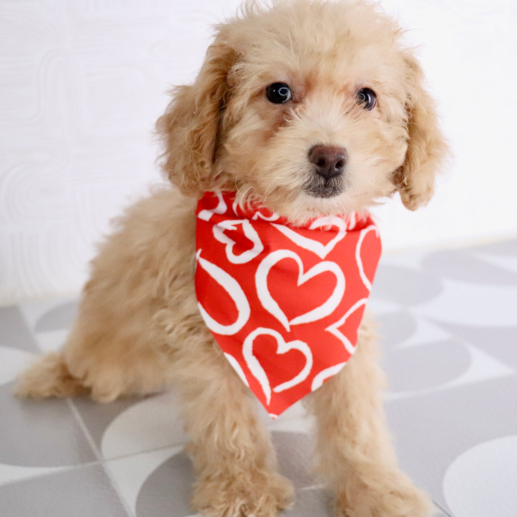 Panda - Available Now