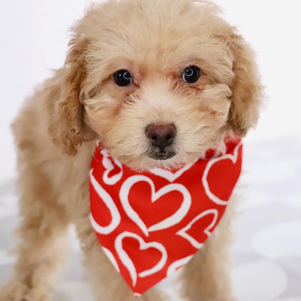 Panda - Available Now