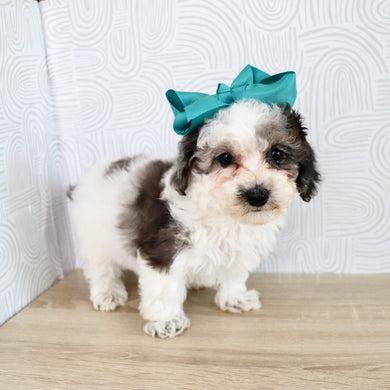 Joann - Available Now