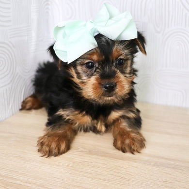 Lexis - Available Now