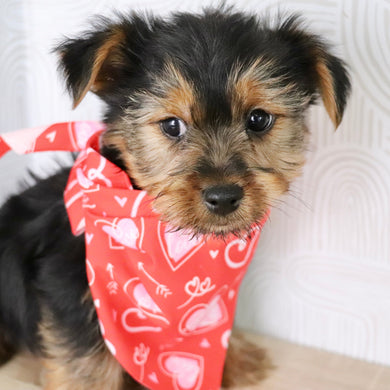 Timmy - Available Now