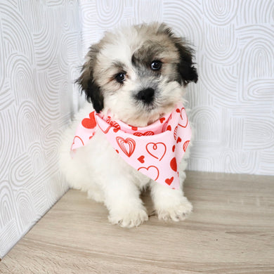 Carl - Available Now