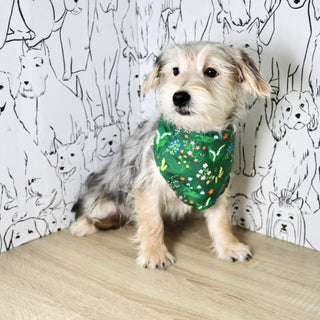 Paxton - Available Now